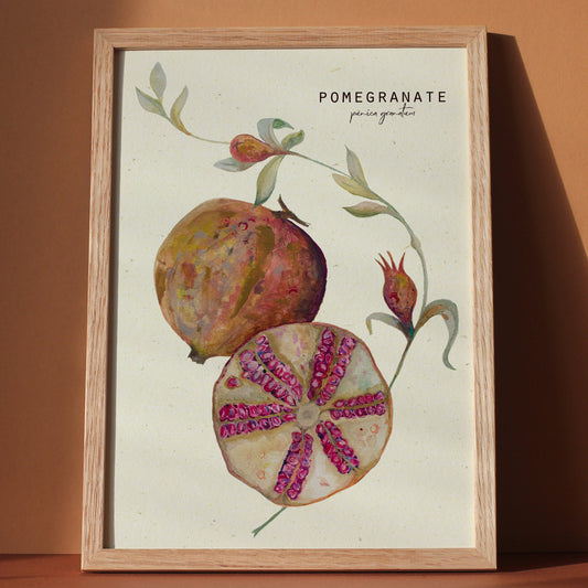 Pomegranate vintage style botanical illustration