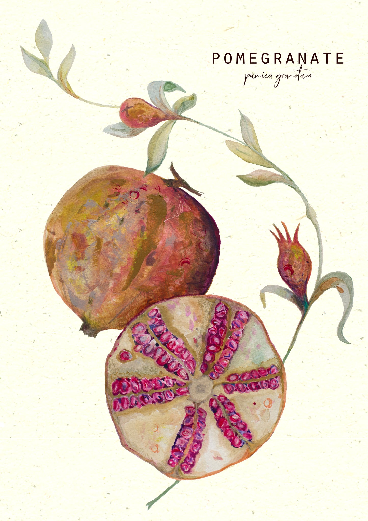 Pomegranate vintage style botanical illustration