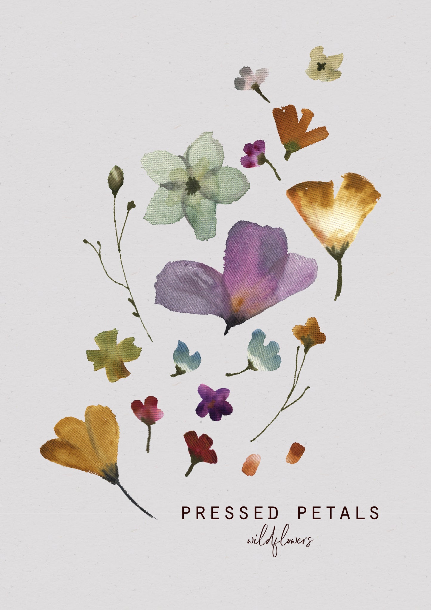 Pressed wildflower botanical art print